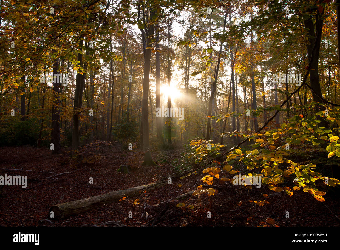 L'automne à Rishbeth Woods, la forêt de Thetford à Norfolk Banque D'Images