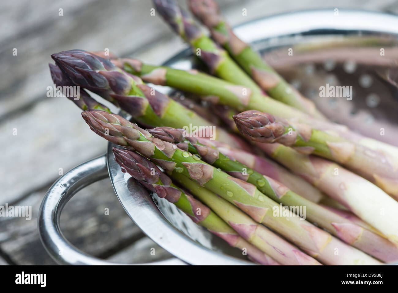 Accueil fraîchement coupées cultivées asperges, lavés et prêts à cuire, Norfolk, Angleterre, juin, Banque D'Images