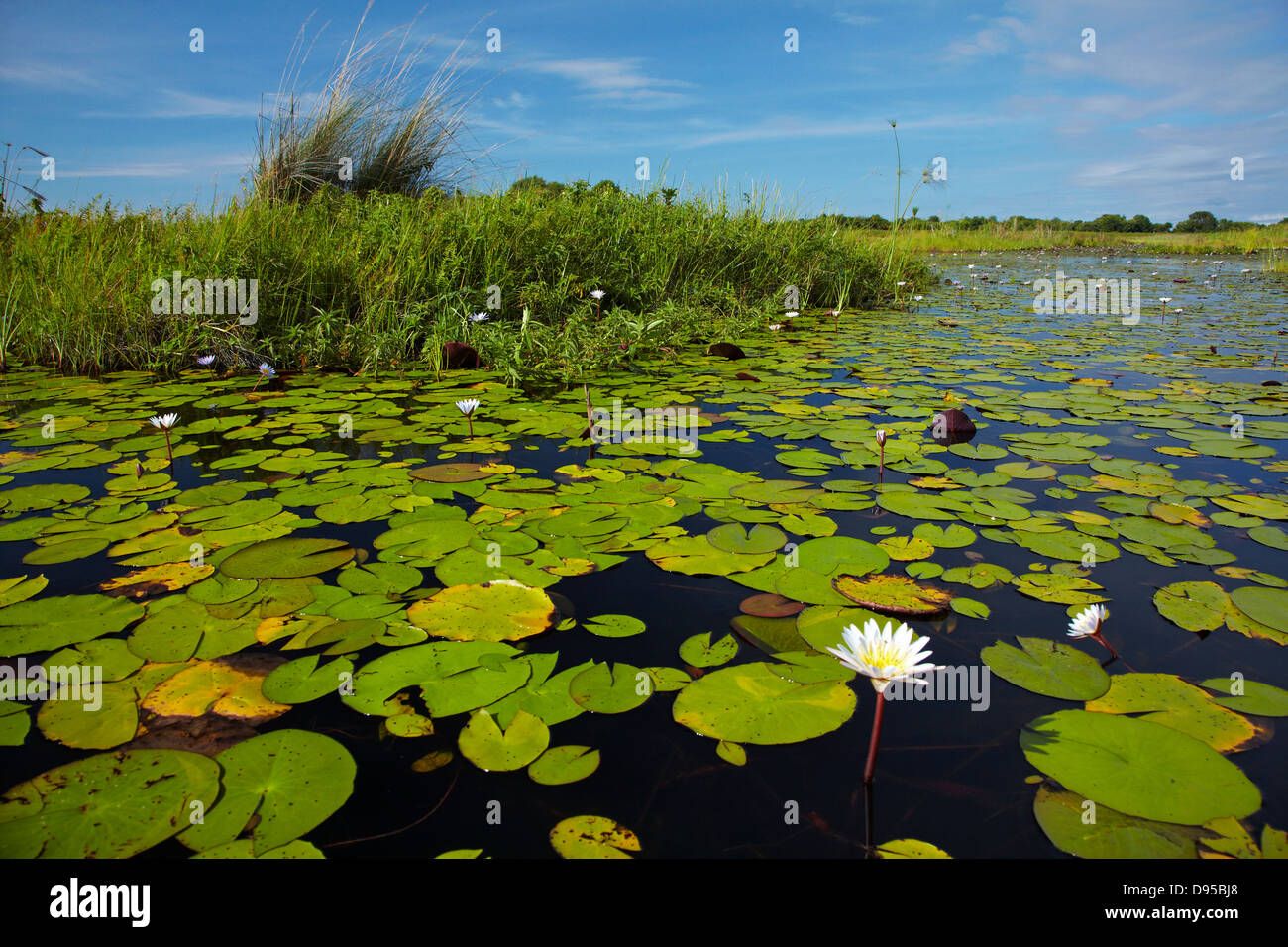 Water Lilies, Okavango Delta, Botswana, Africa Banque D'Images