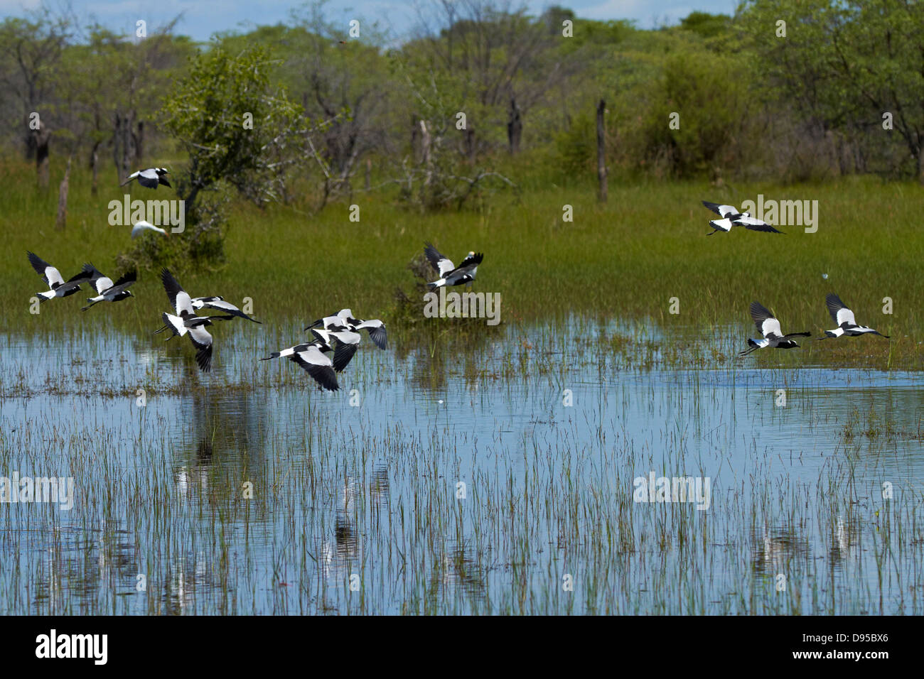 Forgeron forgeron ou vanneaux pluviers (Vanellus armatus), Okavango Delta, Botswana, Africa Banque D'Images
