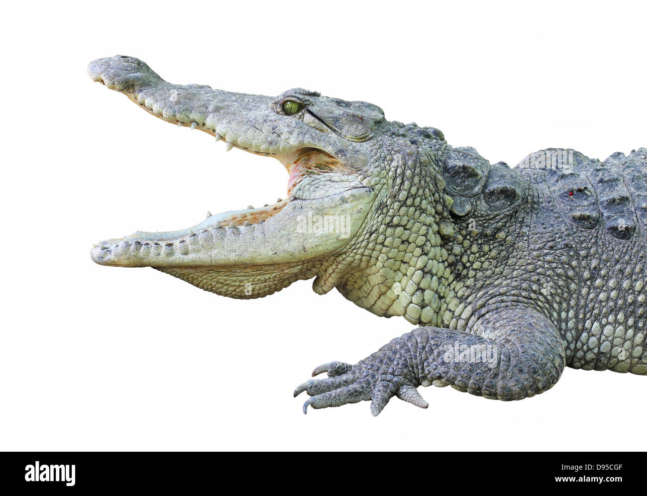 Un crocodile avec les mâchoires ouvertes isolated on white Banque D'Images