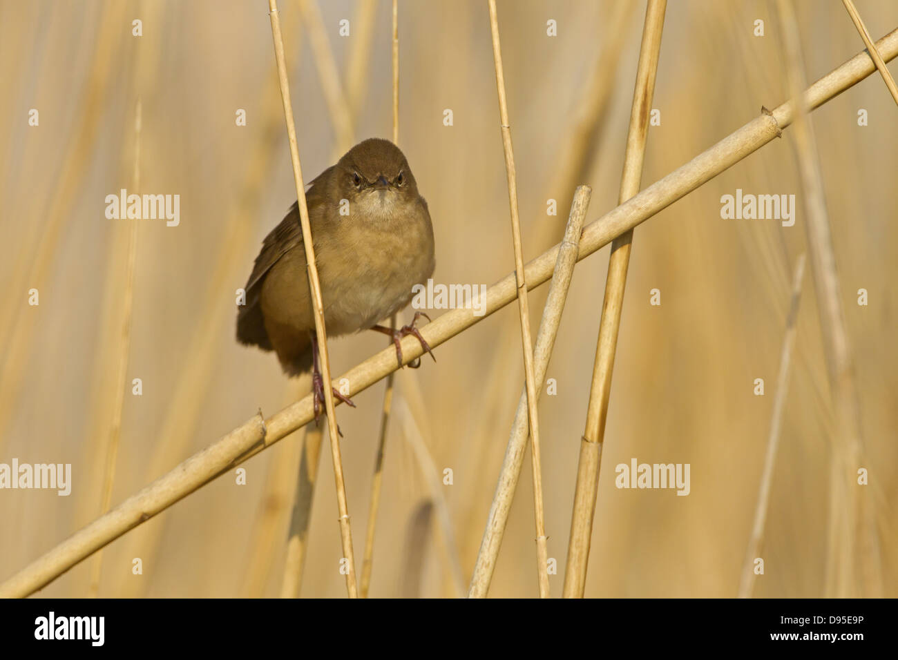 Savi's Warbler, Locustella luscinioides Locustelle luscinioïde, Rohrschwirl, Banque D'Images