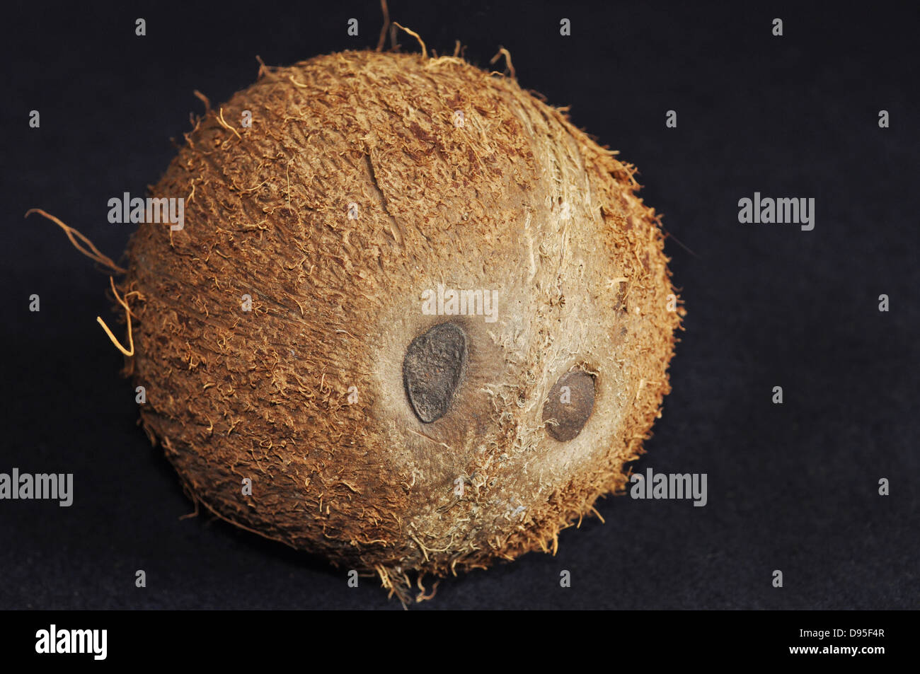 Coco anormale avec deux yeux. Coco normalement ont trois yeux. Banque D'Images