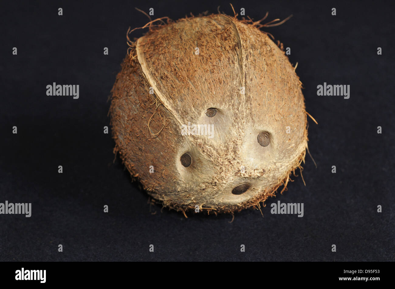 Noix de coco avec quatre yeux anormaux. Coco normalement ont trois yeux. Banque D'Images