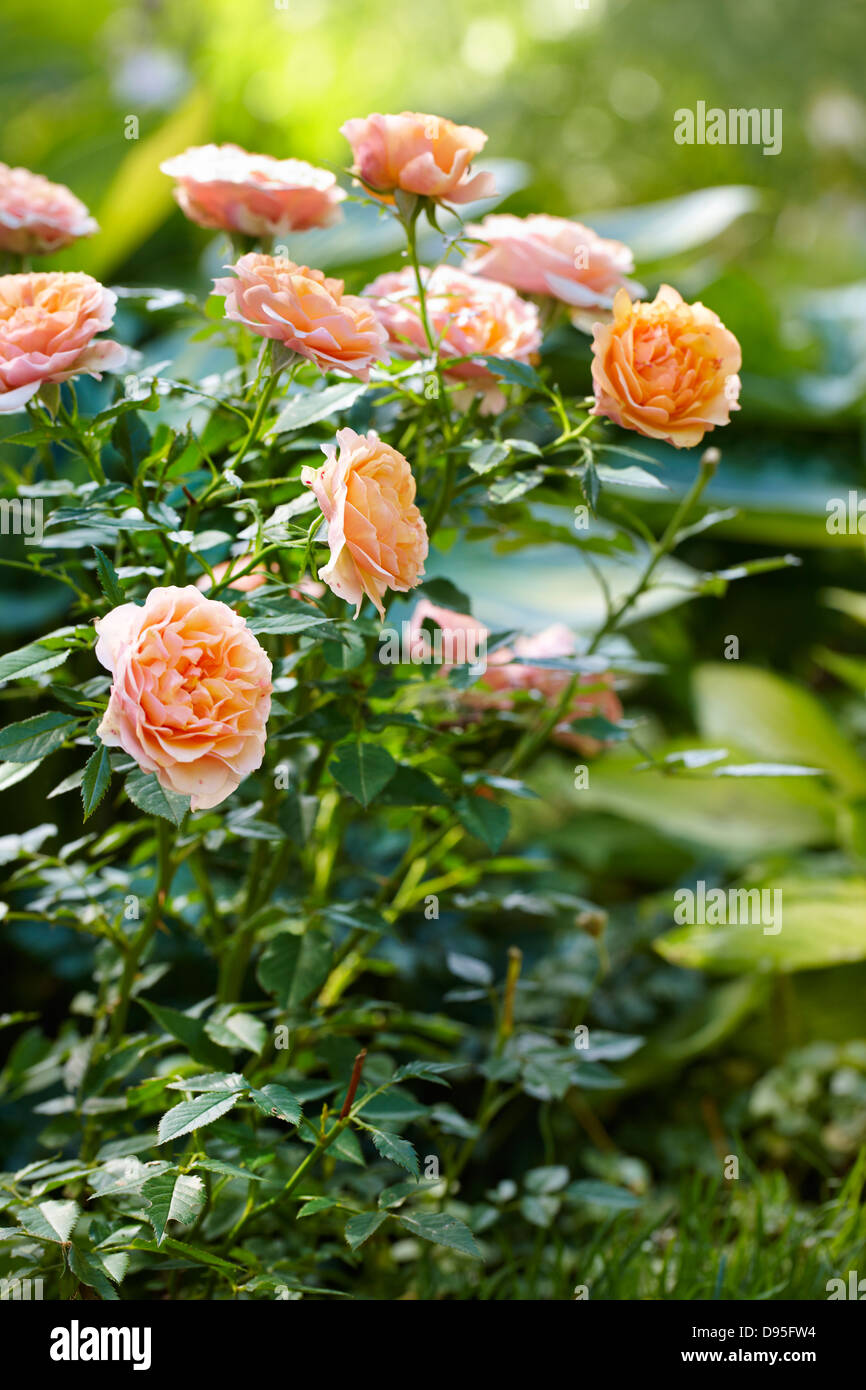 Les roses miniatures (pêche) en pleine floraison dans un jardin en plein air Banque D'Images