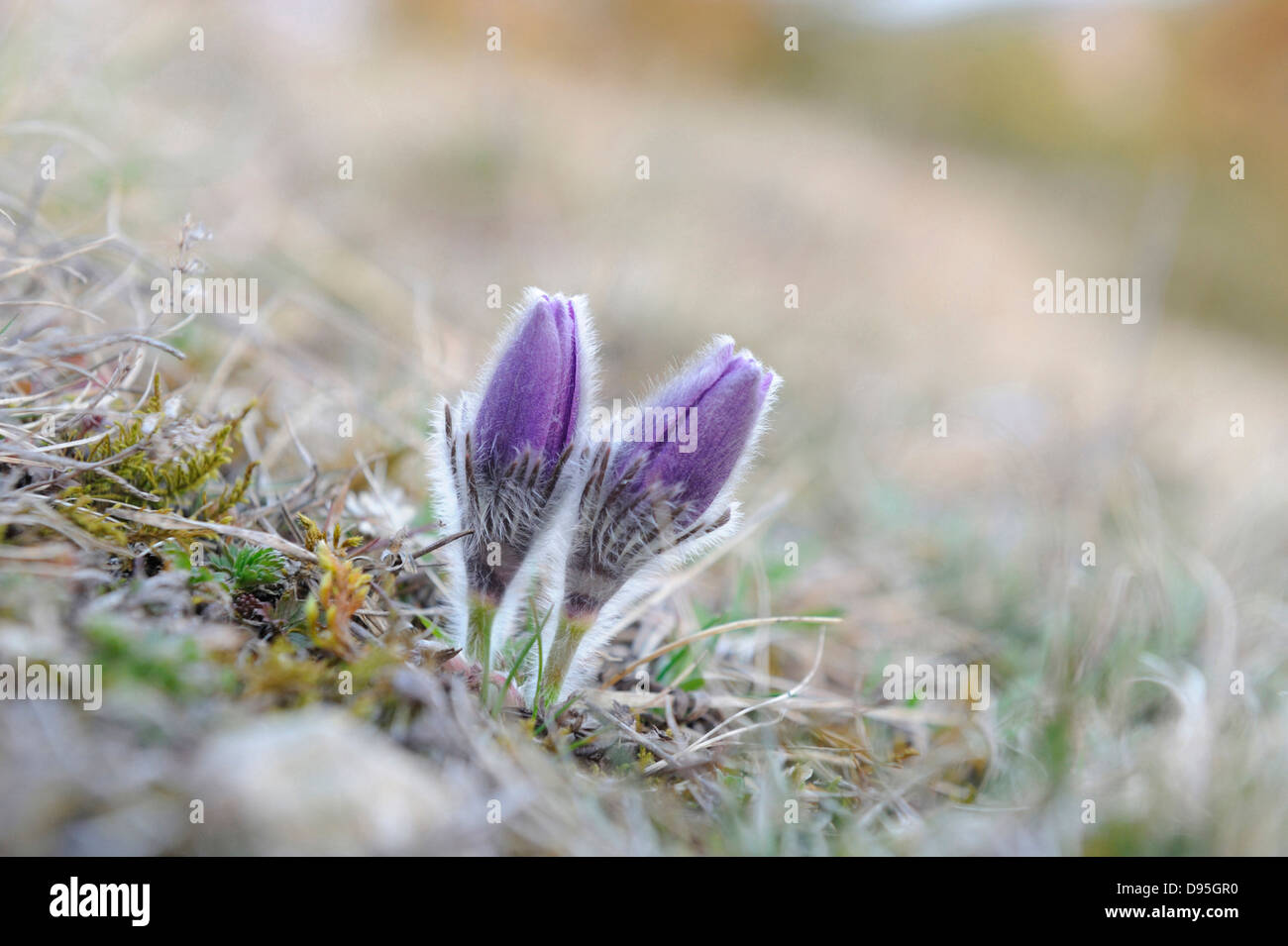 Fleurs d'un Pulsatilla (Pulsatilla vulgaris) dans les Prairies au début du printemps de la Bavière, Allemagne Banque D'Images