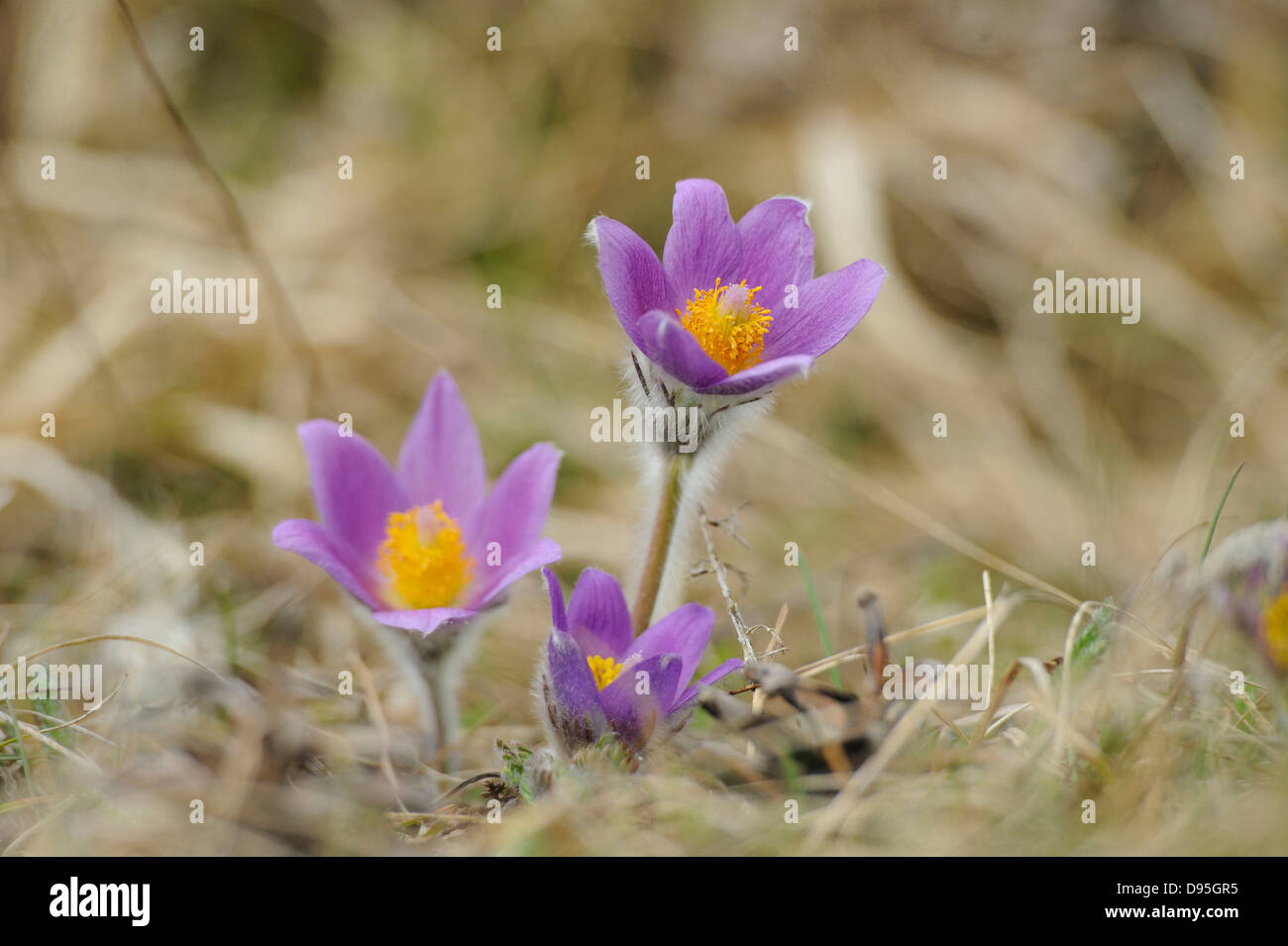 Fleurs d'un Pulsatilla (Pulsatilla vulgaris) dans les Prairies au début du printemps la Bavière, Allemagne Banque D'Images