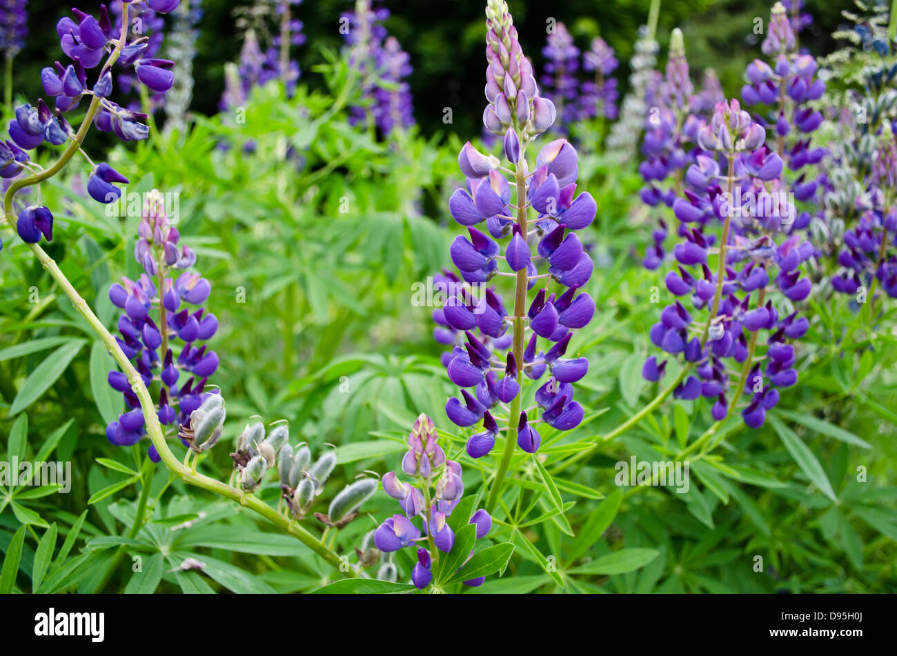 Un groupe de lupins mauve au printemps sur la côte ouest canadienne. Banque D'Images