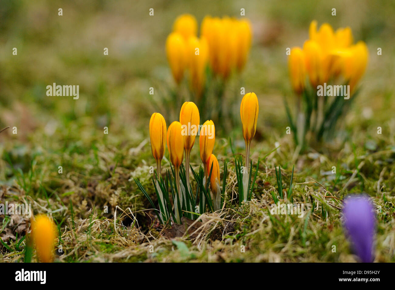 Fleurs de crocus (Crocus vernus) dans les Prairies au début du printemps, Bavière, Allemagne, Europe. Banque D'Images