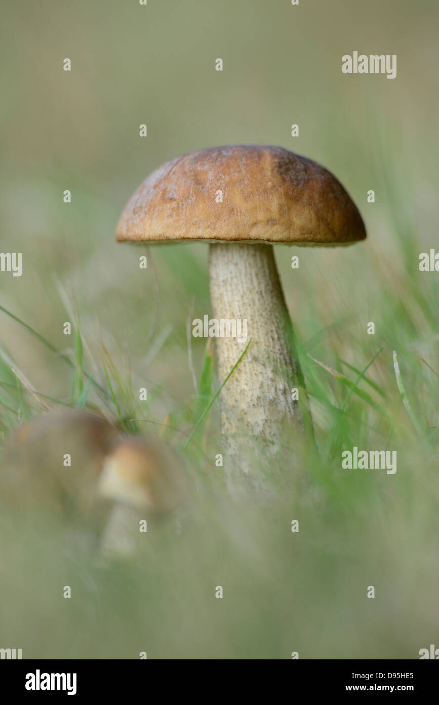 Close-up of Birch Le Guide des champignons (bolets) dans l'herbe, Neumarkt, Haut-Palatinat, en Bavière, Allemagne Banque D'Images