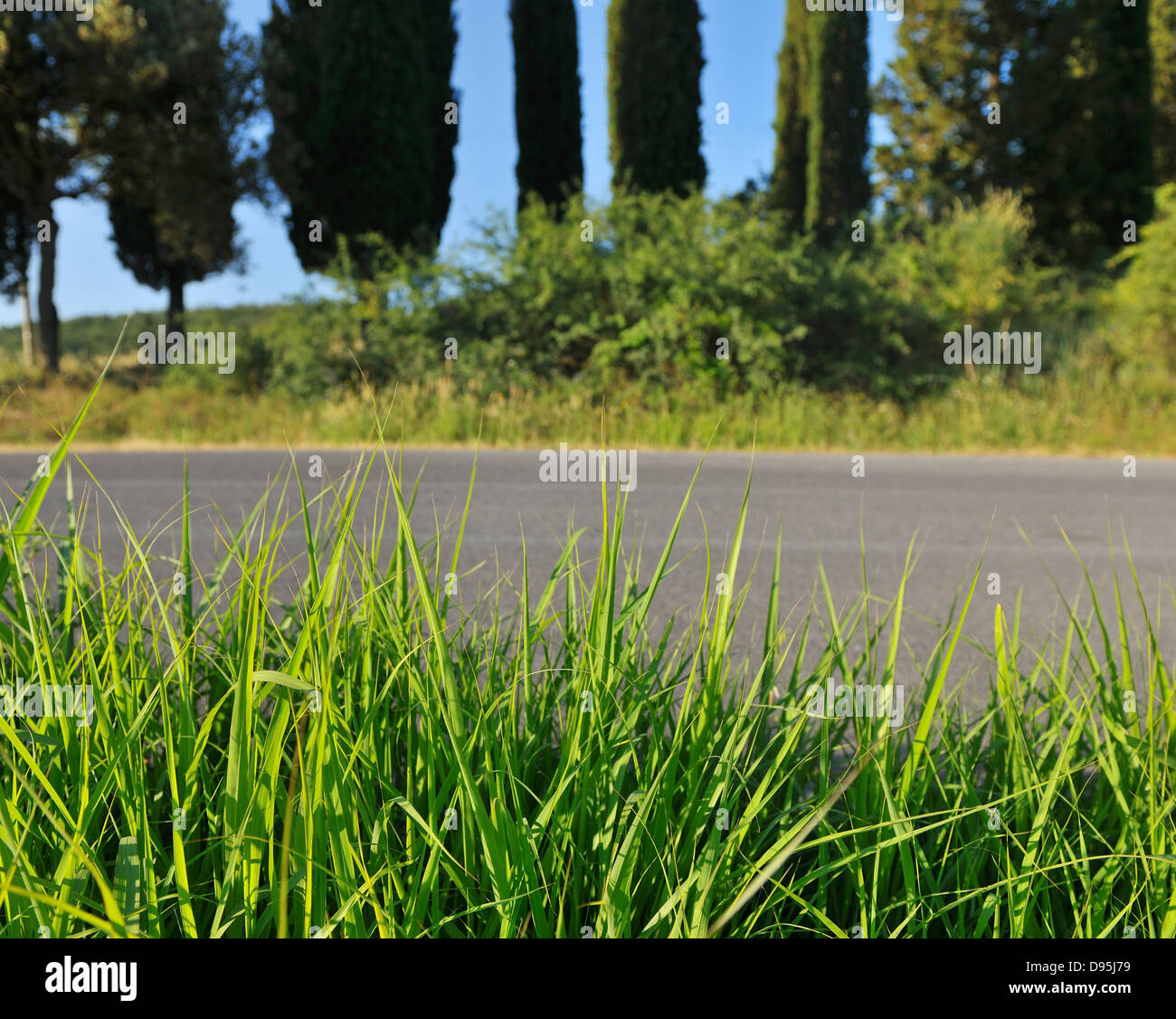 Sur le bord de l'herbe en été, Monteroni d'Arbia, Province de Sienne, Toscane, Italie Banque D'Images
