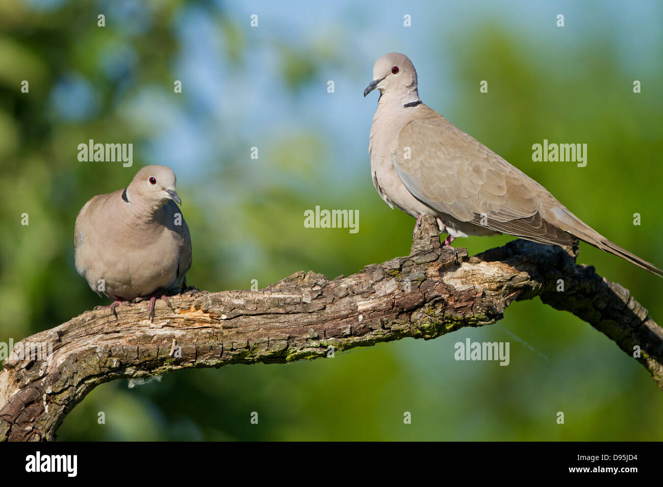 Tête à Tête, Streptopelia decaocto, Türkentaube, Banque D'Images