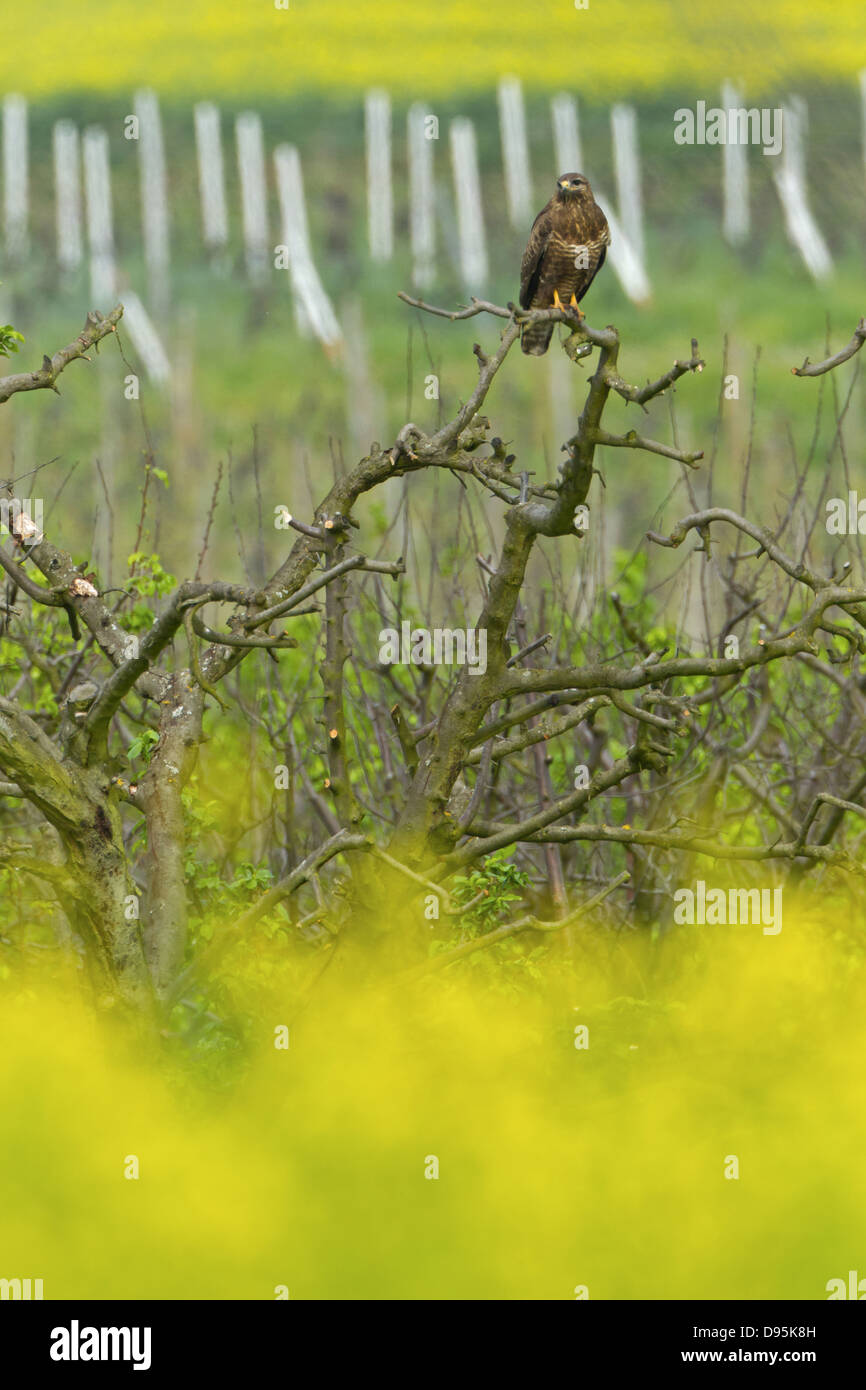 Mäusebussard, Buse variable, la buse, Eurasian Buzzard, Buteo buteo, Maeusebussard Banque D'Images