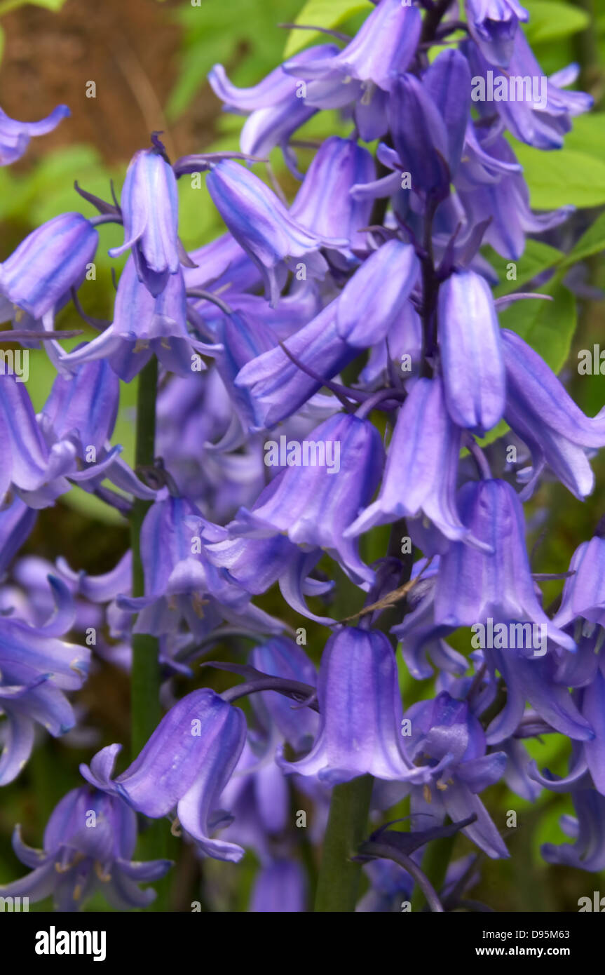 Chatty Bluebells Banque D'Images