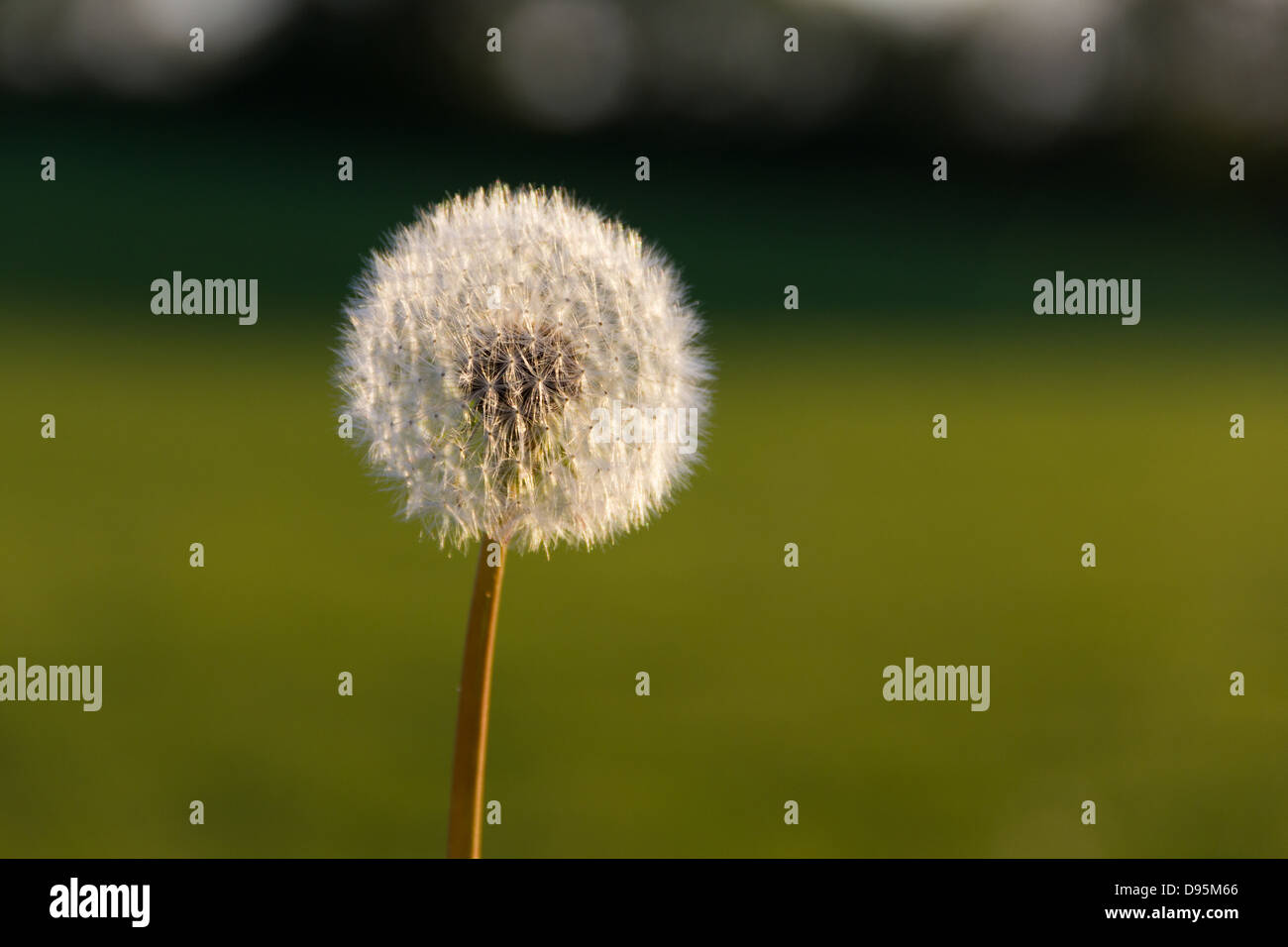 Horloge pissenlit Banque D'Images