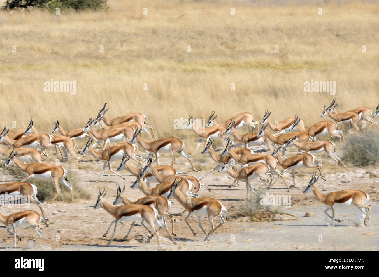 Antidorcas marsupialis Springbok troupeau fuyant un trou d'eau photographié dans le parc national d'Etosha, Namibie Banque D'Images