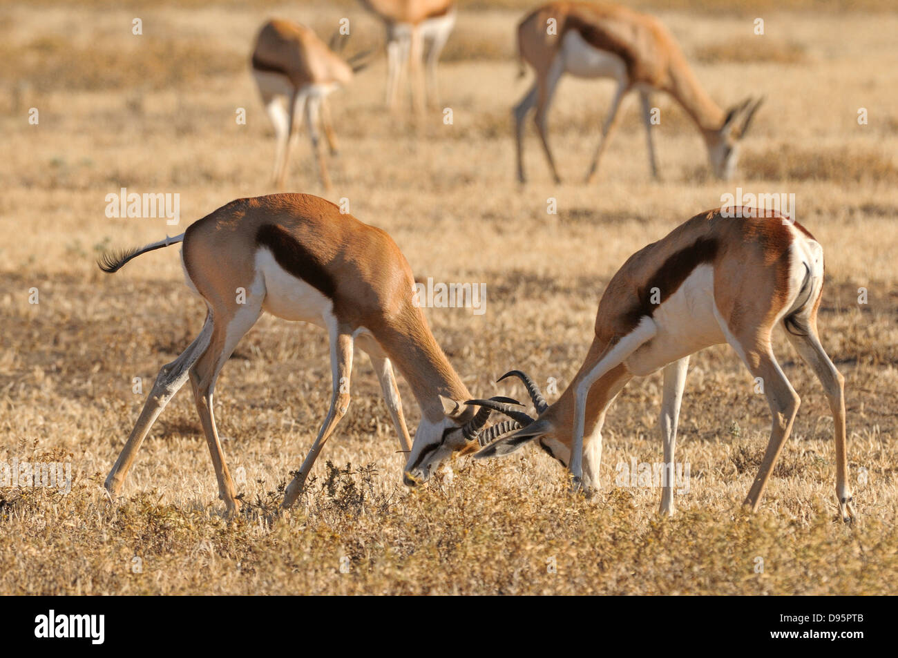 Antidorcas marsupialis Springbok mâles combats photographié dans le parc transfrontalier Kgalagadi National Park, Afrique du Sud Banque D'Images