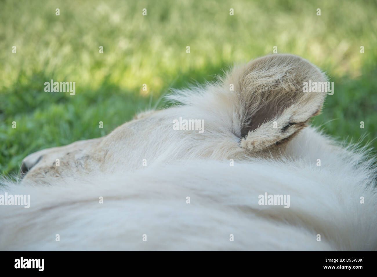 White Lion (Panterha leo krugeri) dort. Un gros plan d'une tête sur un sol herbeux. Banque D'Images