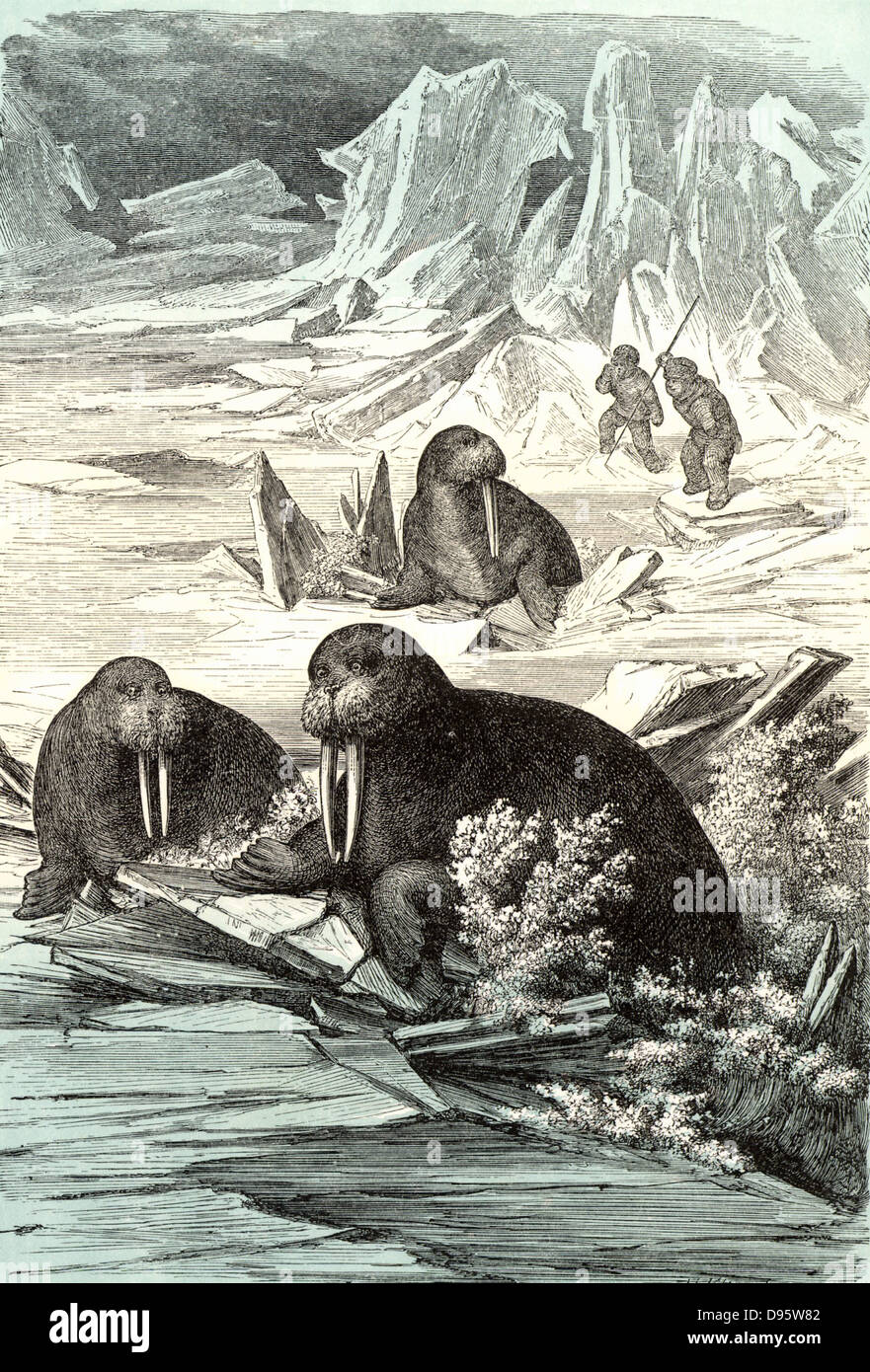 La chasse au morse. Le morse (Odobenus rosmarus), grand mammifère semi-aquatique originaire de régions de l'Arctique a été chassé pour sa chair, masquer et ses défenses en ivoire. Chromoxylograph de 'le monde polaire' par g Hartwig (Londres, 1874). Banque D'Images