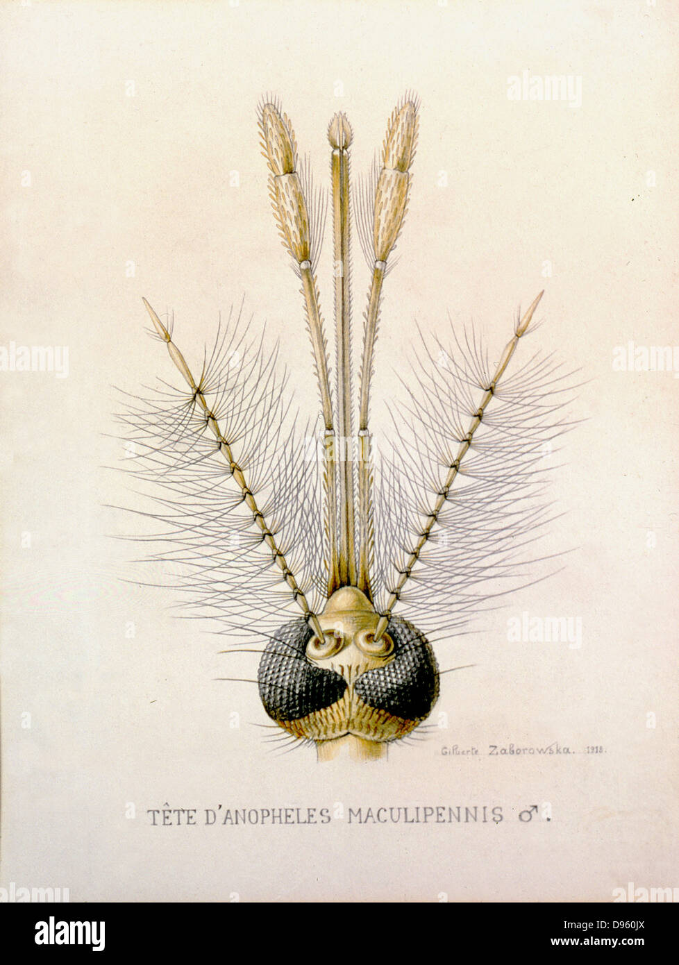 Chef de l'Anopheles montrant l'homme pièces buccales. La piqûre de la femelle de cette espèce peuvent transmettre le parasite du paludisme. Gravure, 1912. Banque D'Images