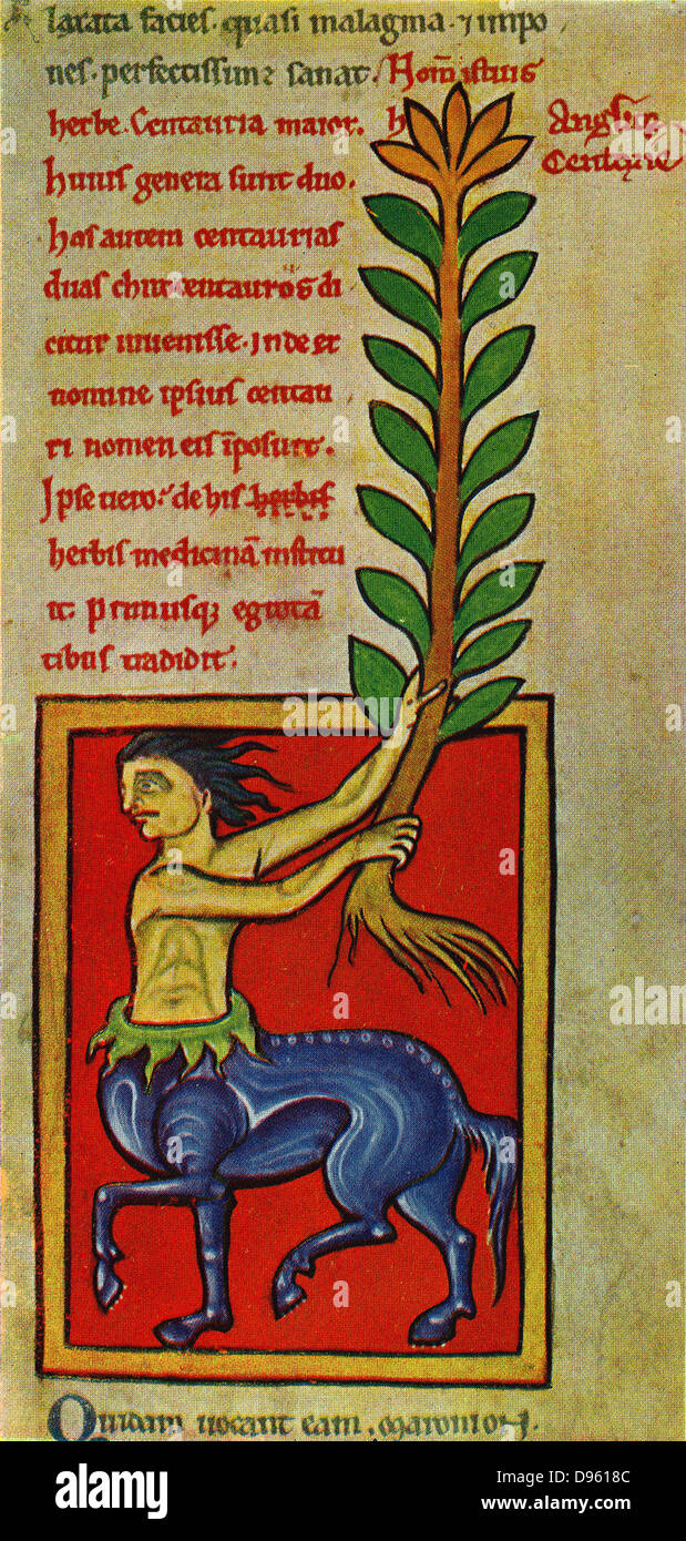 Une usine de Muhlenberg à partir d'un 13e siècle à base anglo-normande. L'usine est nommé d'après le centaure Chiron qui en ancienne légende grecque guérir une blessure d'une flèche empoisonnée avec du Centaure. Les Anglo-Saxons l'ont utilisé comme traitement pour la morsure de serpent. Banque D'Images