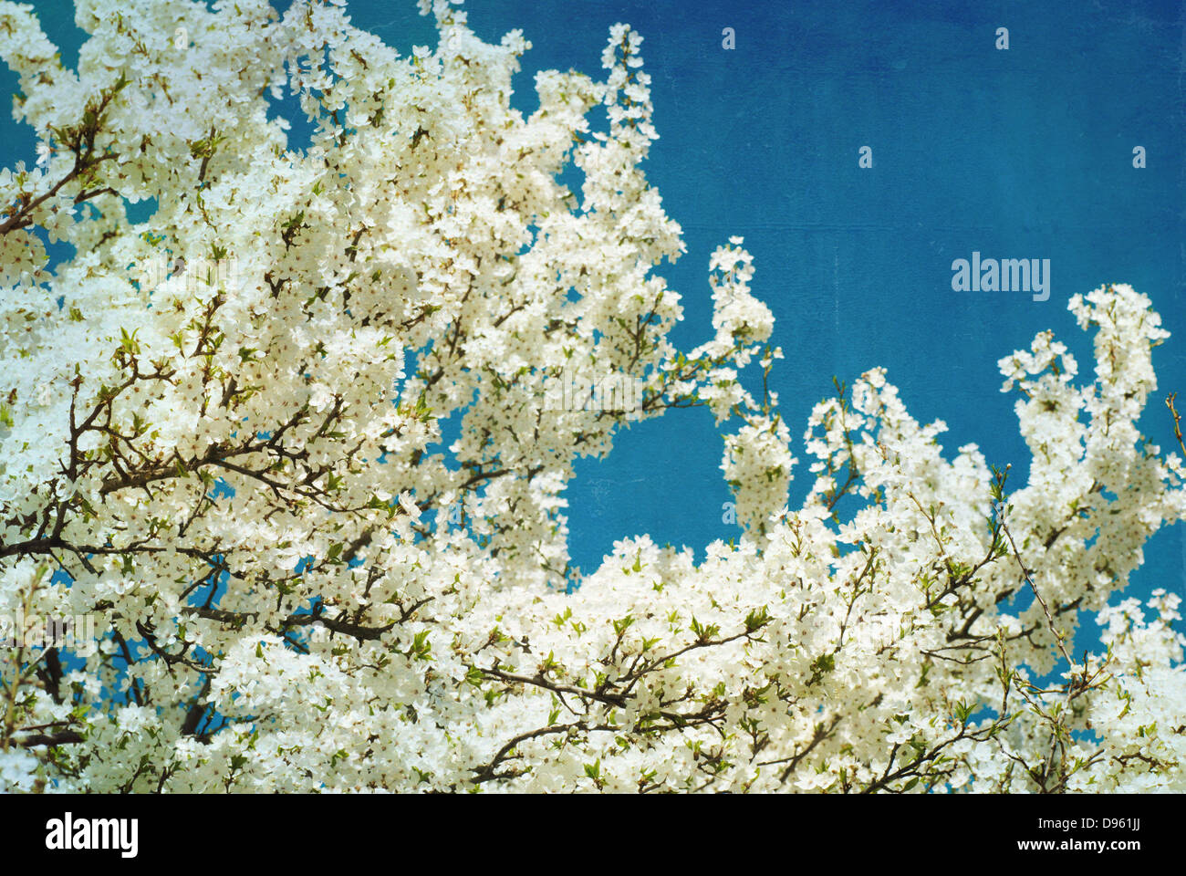 Vintage printemps arbre en fleurs sur fond bleu ciel texturé Banque D'Images