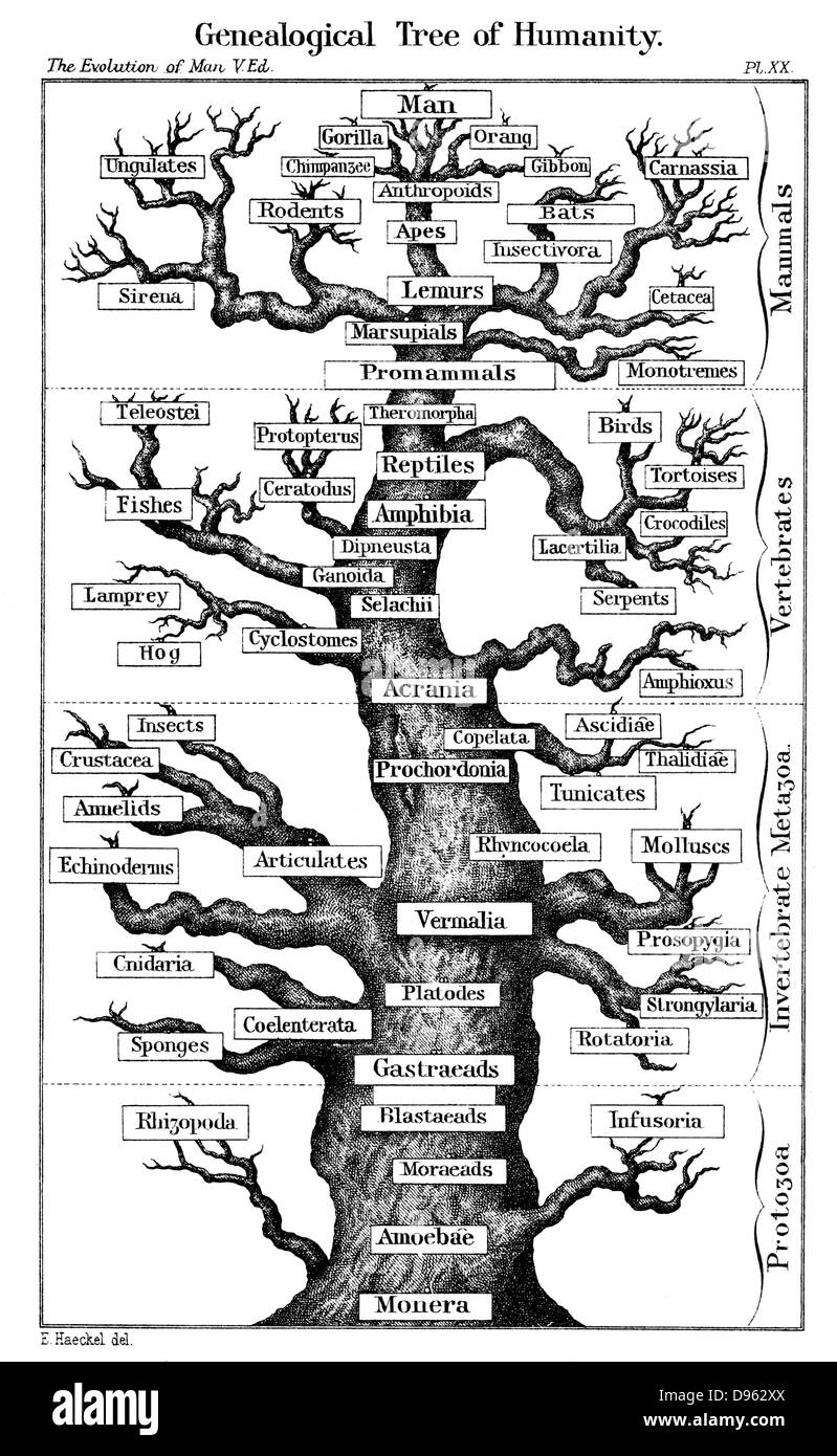 Schéma de l'évolution de Haeckel affiche sous la forme d'une arborescence. Ernst Haeckel de 'l'évolution de l'homme" 5e édition, Londres, 1910 Banque D'Images
