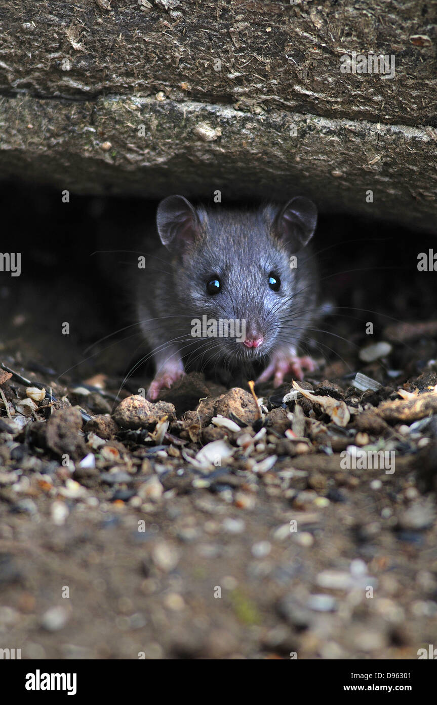 rat brun Banque D'Images