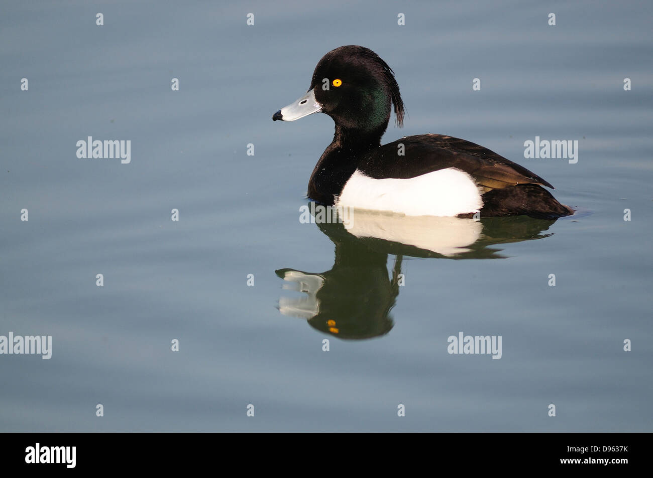 Un mâle fuligule morillon nager sur l'eau calme Banque D'Images