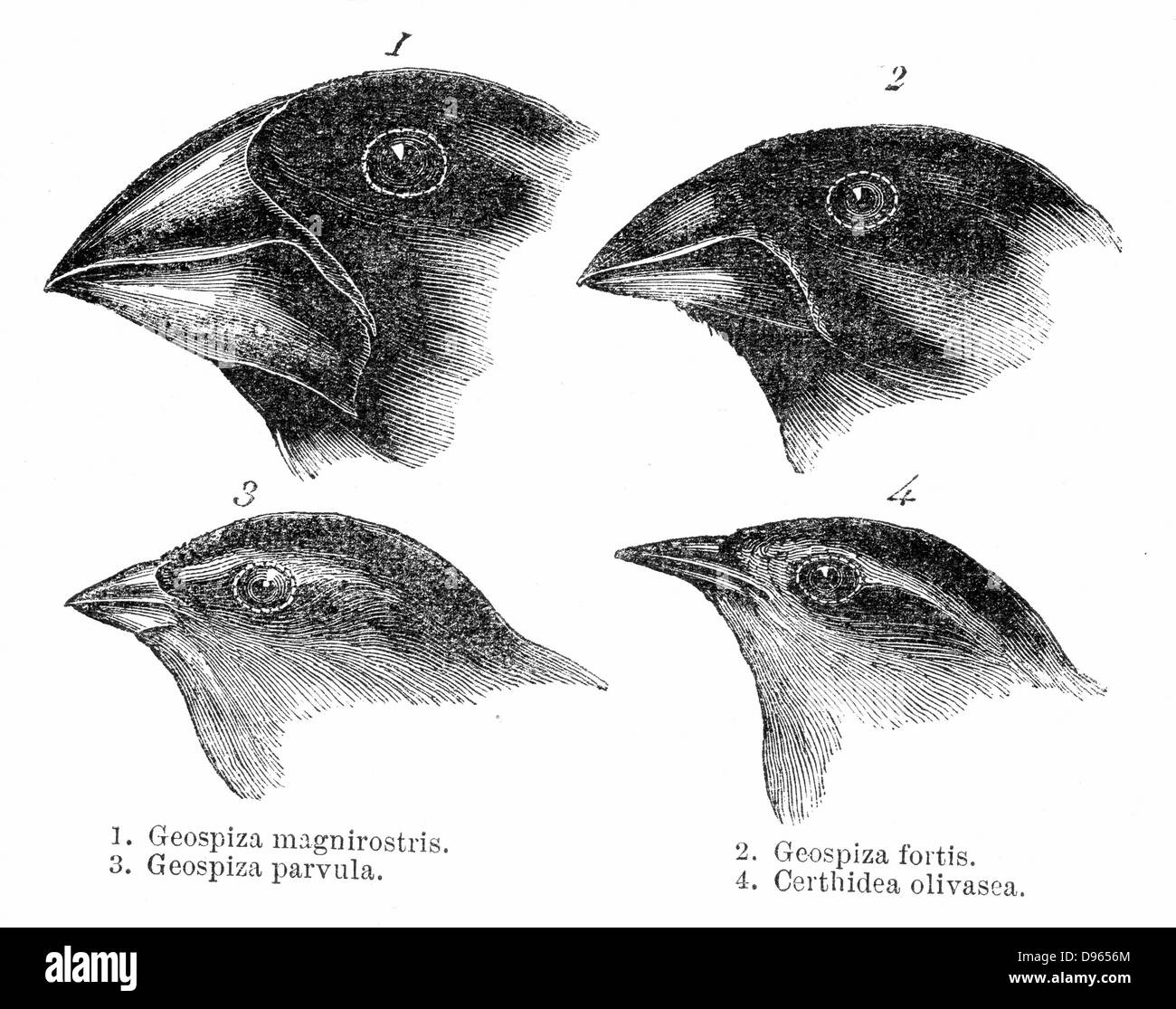 Les pinsons de Darwin. Quatre ou l'espèce de passereau observé par Darwin sur les îles Galápagos, montrant la variation de beak.L'étude de la flore des îles Charles a contribué à la théorie de l'évolution de Darwin. Banque D'Images