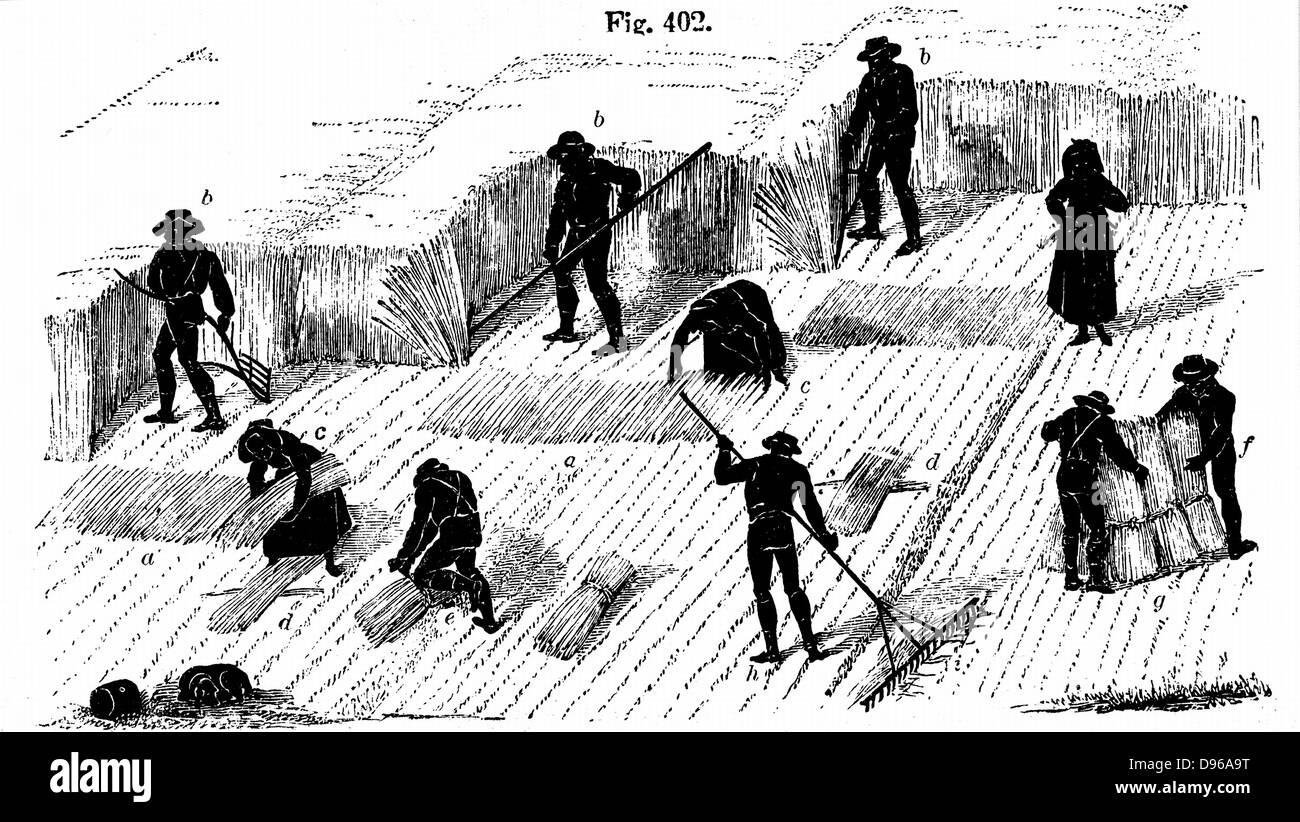 Rotation des cultures : la récolte du maïs. Dans Norfolk 4 système de cours, le blé planté première année, suivie par les navets, puis l'orge, souvent underplanted avec de l'herbe ou d'herbe et de trèfle ley à utiliser pour le foin ou le pâturage en 4e année. Tirer avec une faux et contraignante et stook Banque D'Images Rotation des cultures : la récolte du maïs. Dans Norfolk 4 système de cours, le blé planté première année, suivie par les navets, puis l'orge, souvent underplanted avec de l'herbe ou d'herbe et de trèfle ley à utiliser pour le foin ou le pâturage en 4e année. Tirer avec une faux et contraignante et stook Banque D'Images