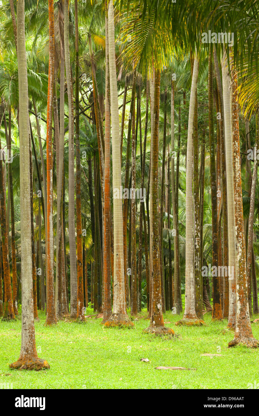 Forêt à Anse des Cascades sur l'île française de la réunion dans l'Océan Indien. Banque D'Images