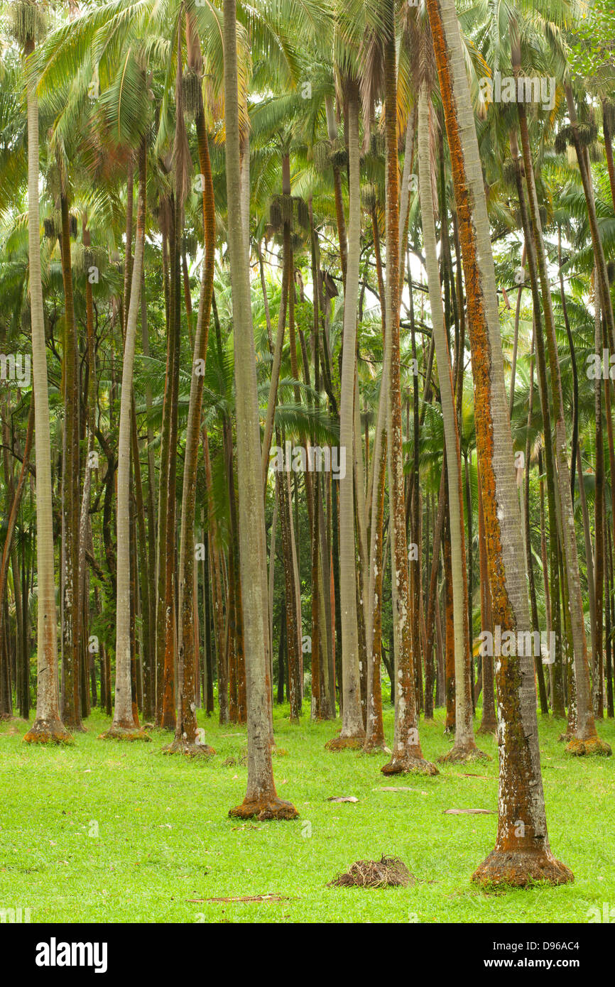 Forêt à Anse des Cascades sur l'île française de la réunion dans l'Océan Indien. Banque D'Images