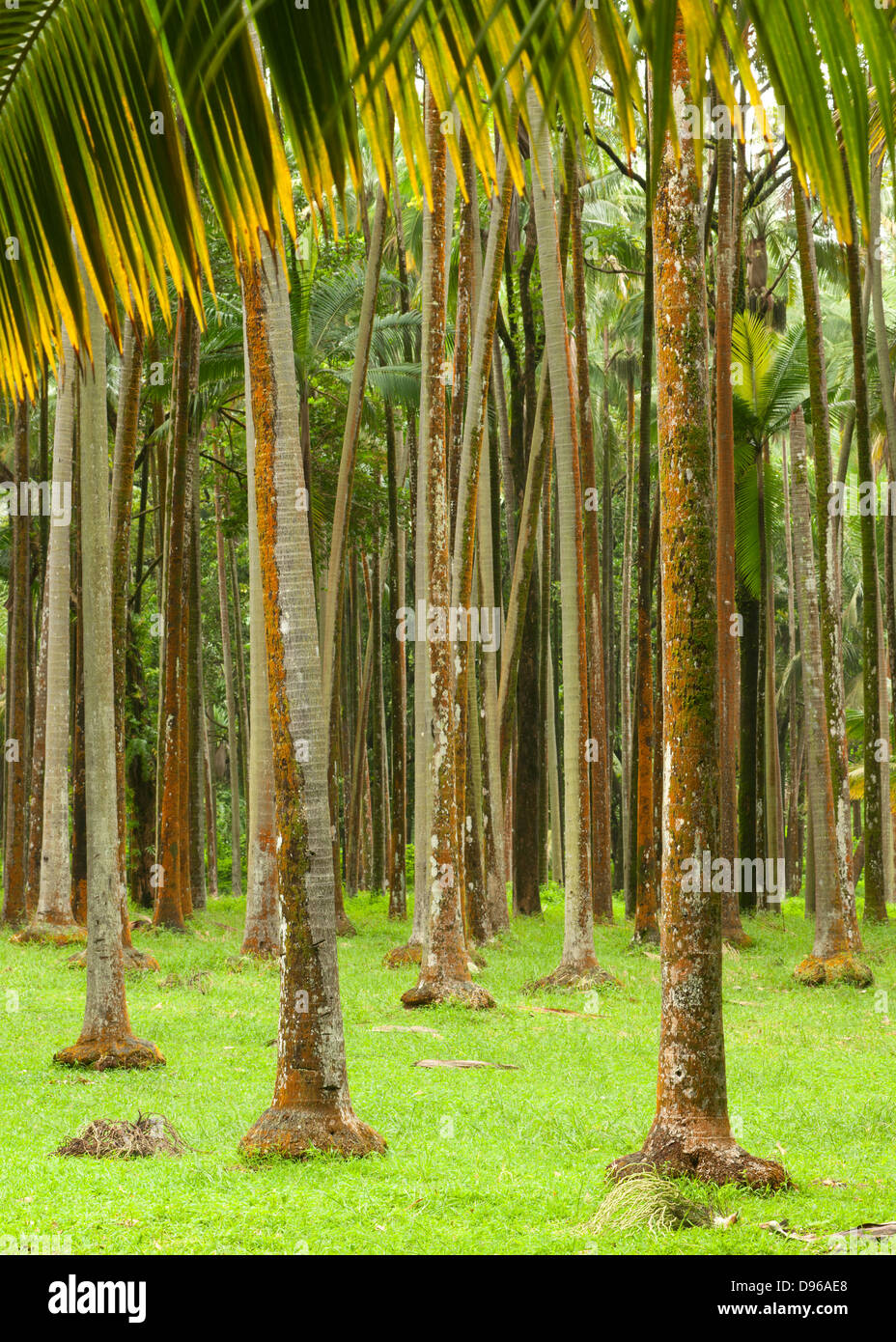 Forêt à Anse des Cascades sur l'île française de la réunion dans l'Océan Indien. Banque D'Images