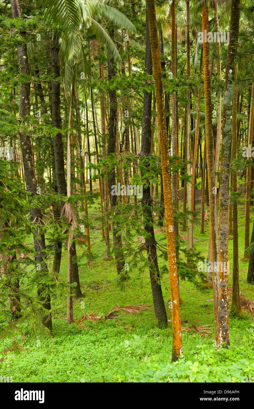 Forêt à Anse des Cascades sur l'île française de la réunion dans l'Océan Indien. Banque D'Images