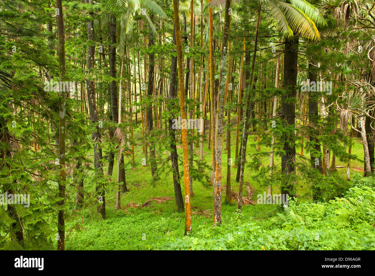 Forêt à Anse des Cascades sur l'île française de la réunion dans l'Océan Indien. Banque D'Images