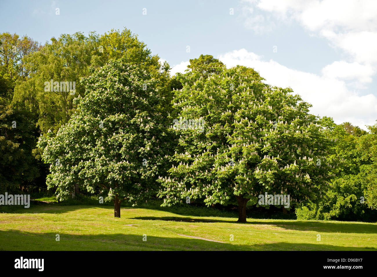 Horse-Chestnut Arbres, également connu sous le nom de conker arbres ou Aesculus hippocastanum Banque D'Images