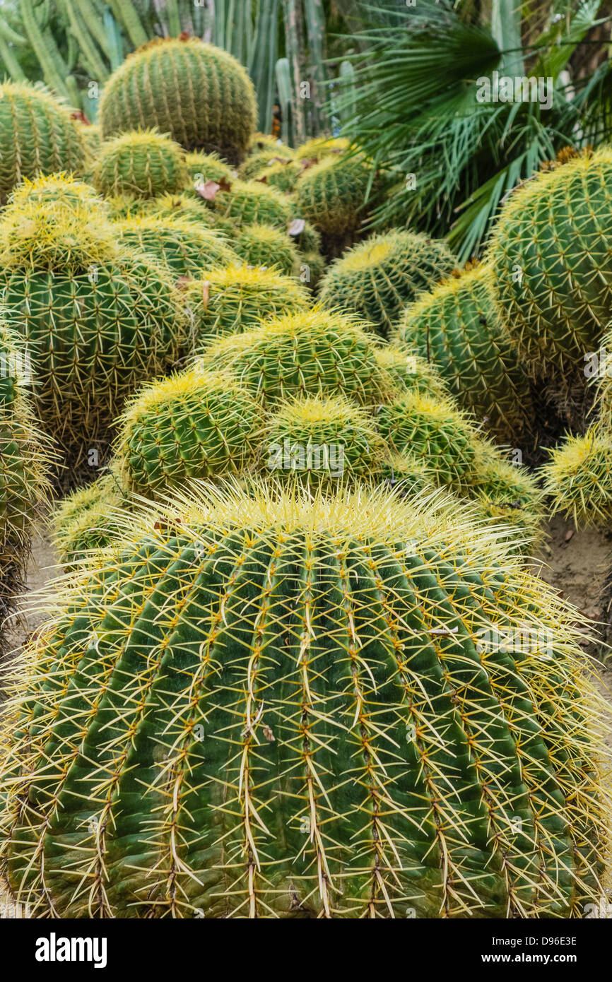 Le baril à l'affichage de catus jardin Jardins Huntington en Californie du Sud. Banque D'Images