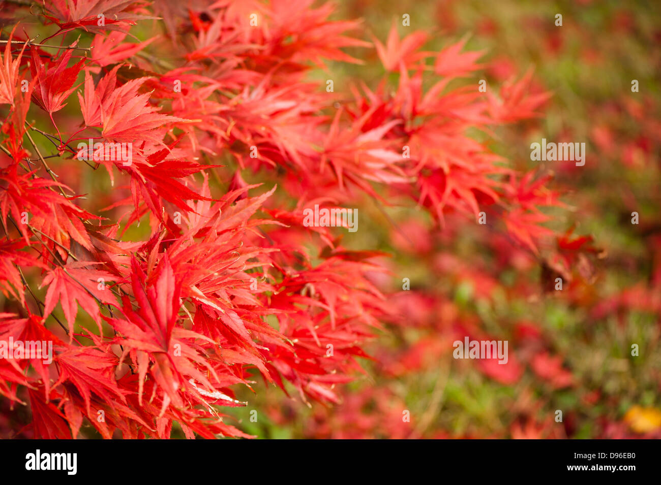 Acer palmatum 'Masu' kagami, érable japonais, à l'automne Banque D'Images
