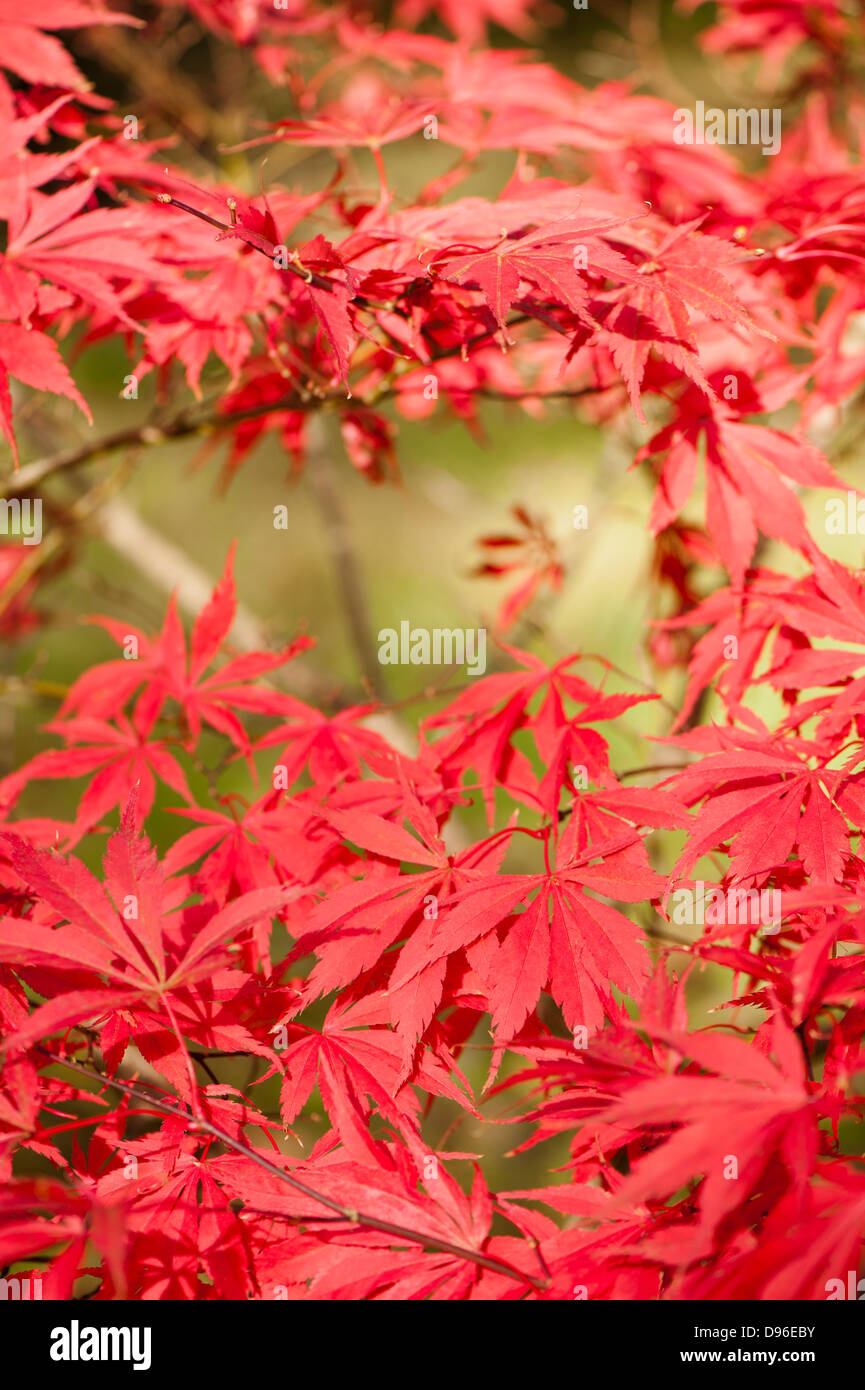 Acer palmatum 'Wakehurst Pink', érable japonais, à l'automne Banque D'Images