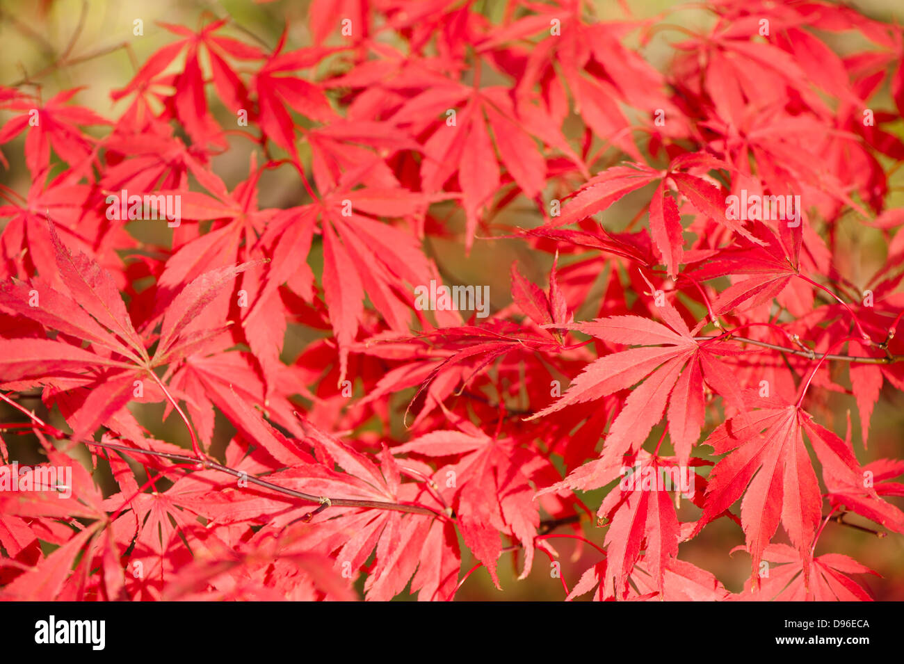 Acer palmatum 'Wakehurst Pink', érable japonais, à l'automne Banque D'Images