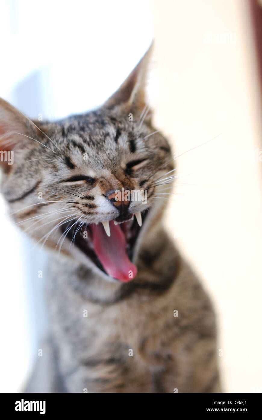 Portrait d'un chat en colère avec des dents pointues Banque D'Images