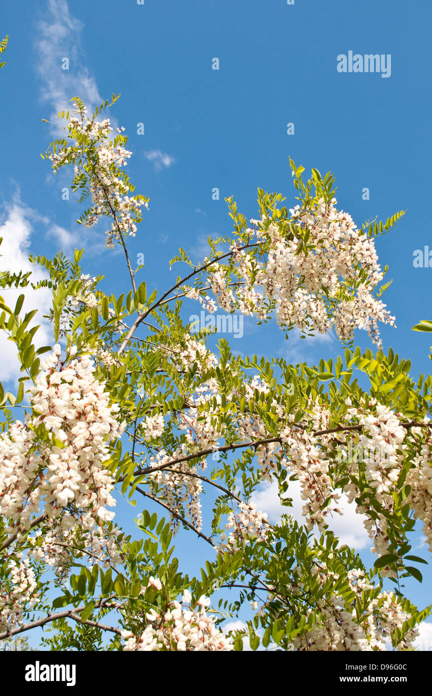 White fleur de printemps, les Cévennes près de Lasalle, dans le sud de la France Banque D'Images White fleur de printemps, les Cévennes près de Lasalle, dans le sud de la France Banque D'Images