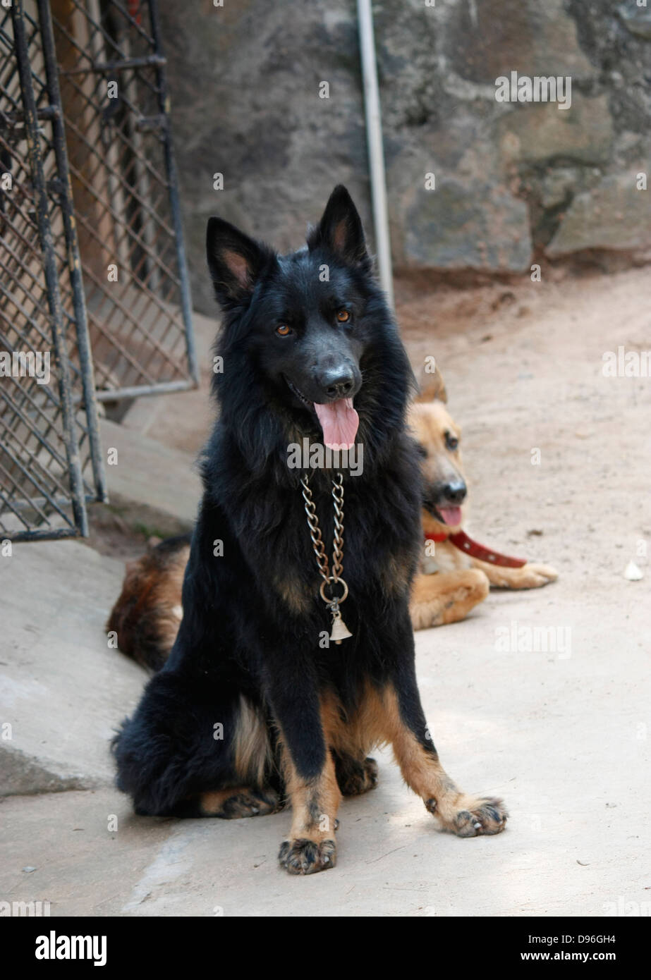 Un berger allemand chien alsacien aka Banque D'Images