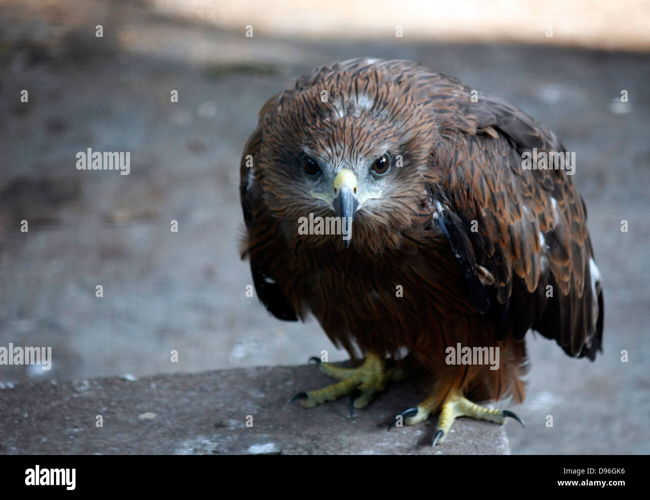 Indian Spotted Eagle gris - un oiseau de proie en Asie du Sud Banque D'Images