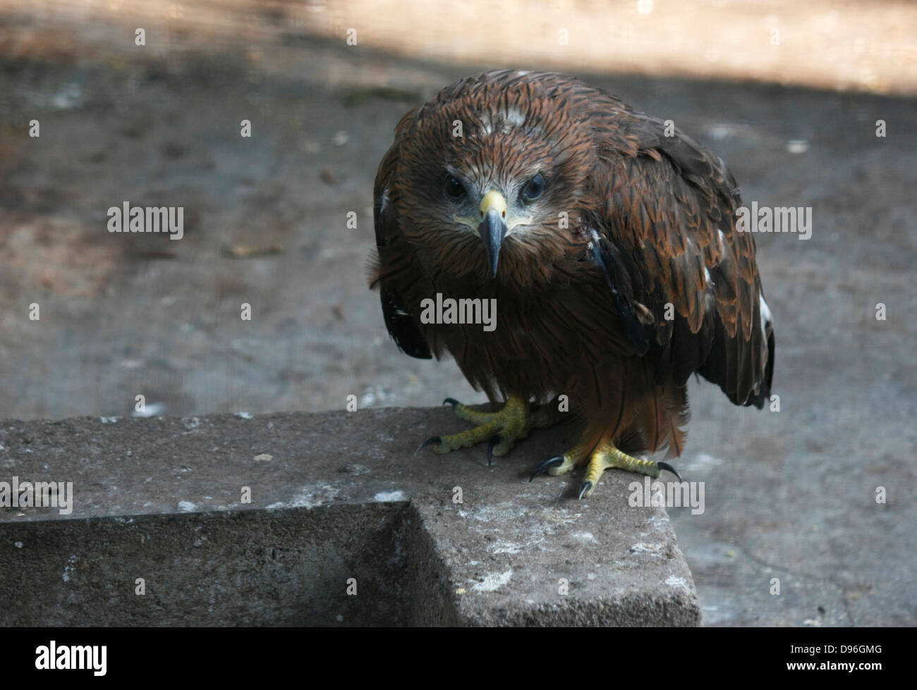 Indian Spotted Eagle gris - un oiseau de proie en Asie du Sud Banque D'Images