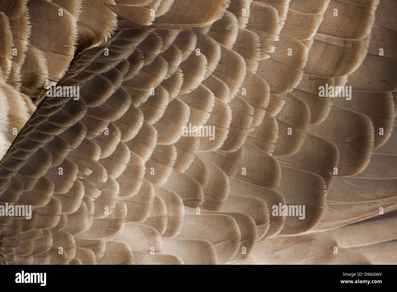 Canada Goose feather close up pour le fond Banque D'Images