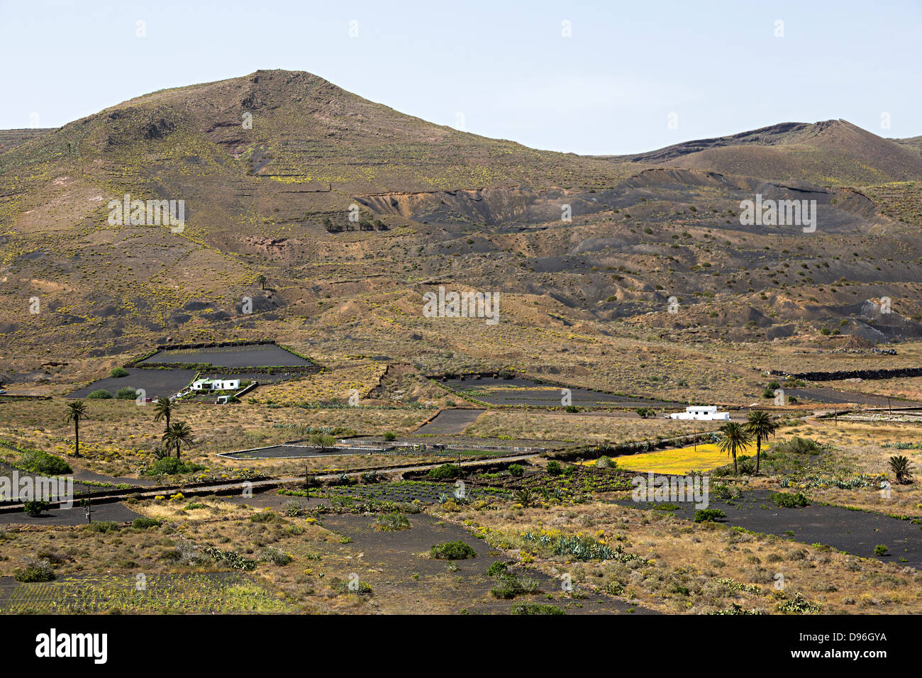 Les champs cultivés sur sol volcanique, Maguez, Lanzarote, îles Canaries, Espagne Banque D'Images