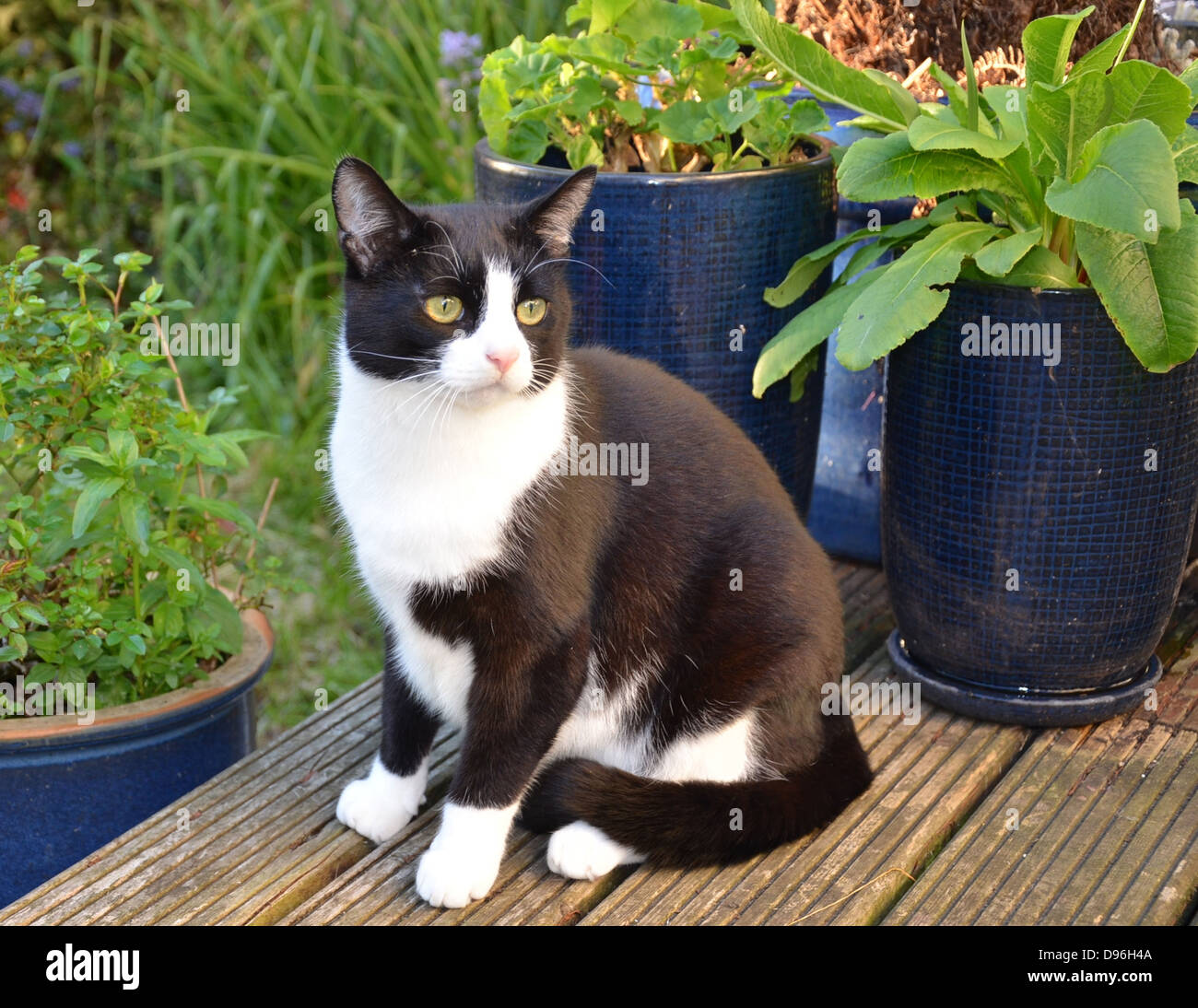Chat Noir Et Blanc Felix Photo Stock Alamy