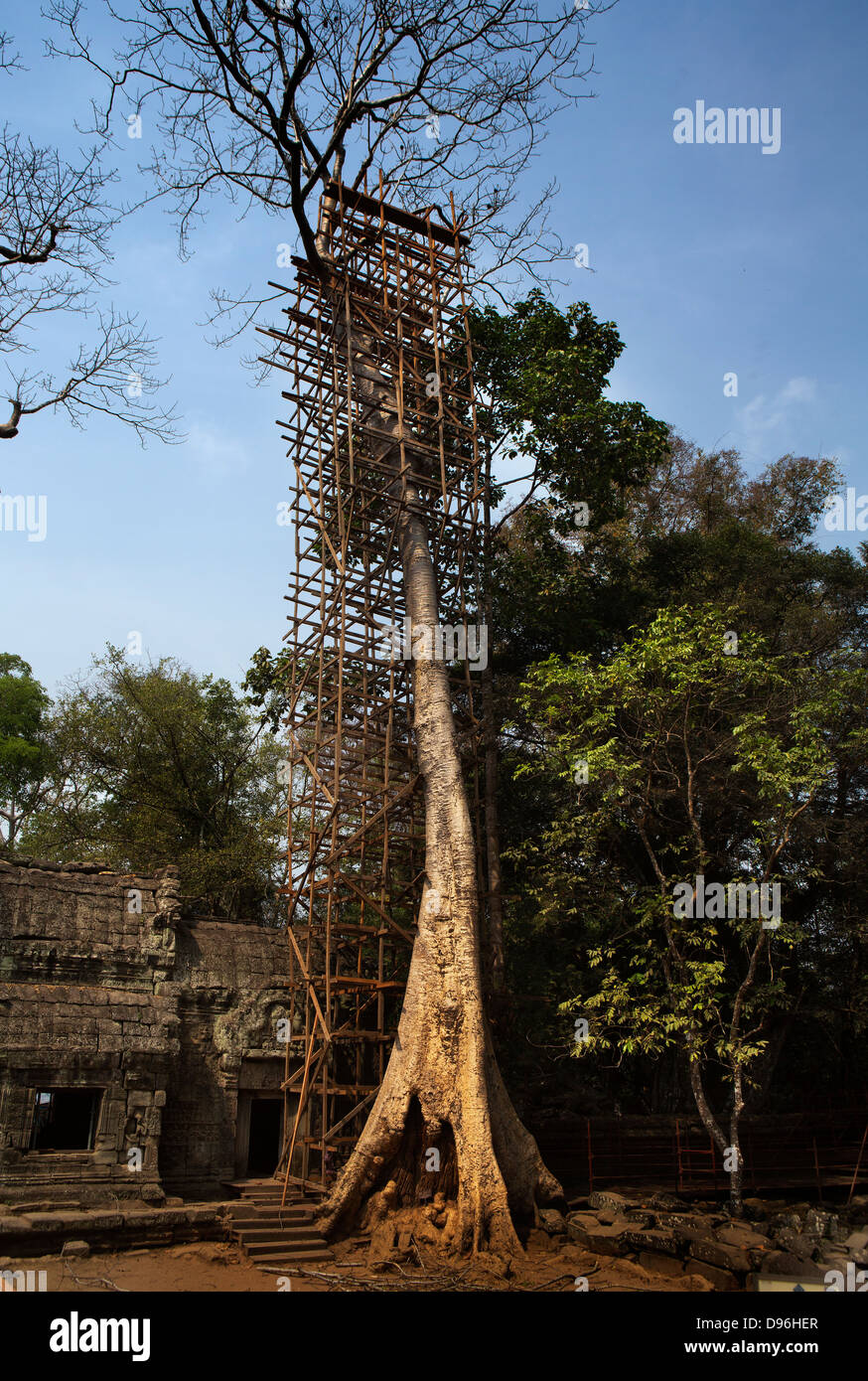 Arbre dangereux, avec l'appui d'échafaudage. Ta Prohm, temple d'Angkor complexe. Banque D'Images